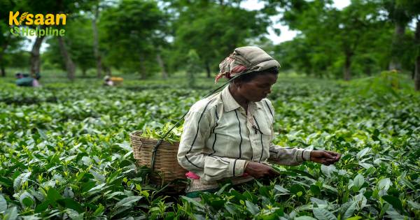 असम कृषि उत्पादन में एक वैश्विक केंद्र के रूप में उभर रहा है: नरेंद्र सिंह तोमर असम कृषि उत्पादन में एक वैश्विक केंद्र के रूप में उभर रहा है: नरेंद्र सिंह तोमर